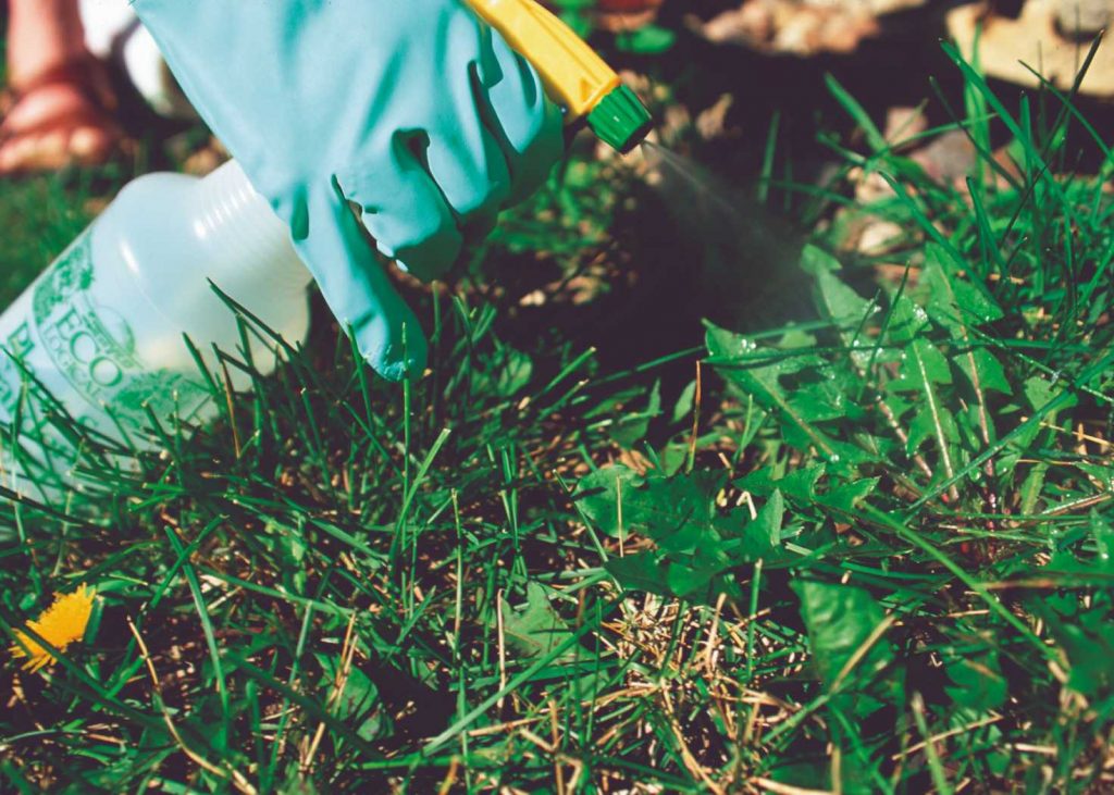 How to Get Rid of Fleas in the Yard Easy Steps To Kill Fleas