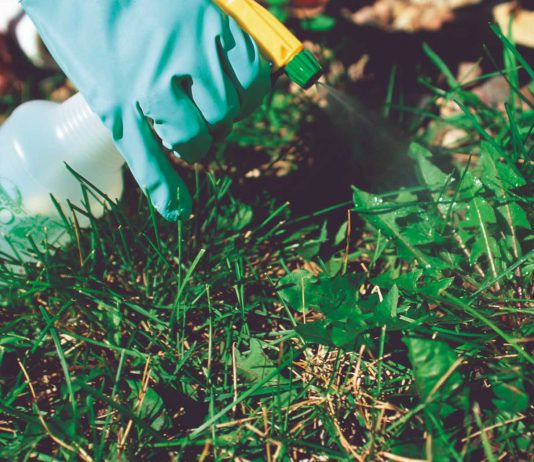 How to Get Rid of Fleas in the Yard how to get rid of fleas in the yard