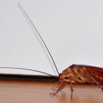 How to get Rid of Roaches without an Exterminator How to get rid of roaches without an exterminator