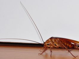 How to get Rid of Roaches without an Exterminator How to get rid of roaches without an exterminator