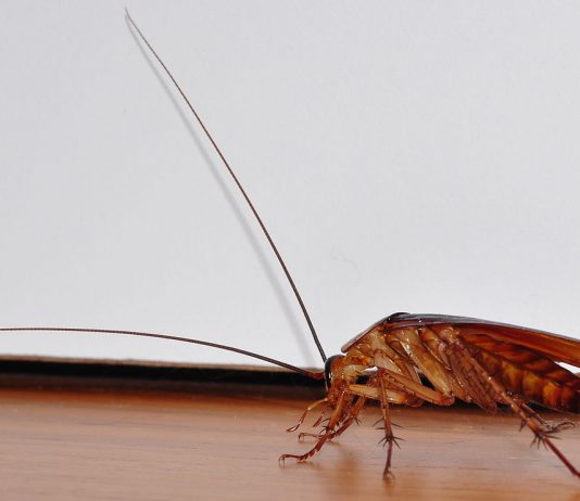 How to get Rid of Roaches without an Exterminator How to get rid of roaches without an exterminator