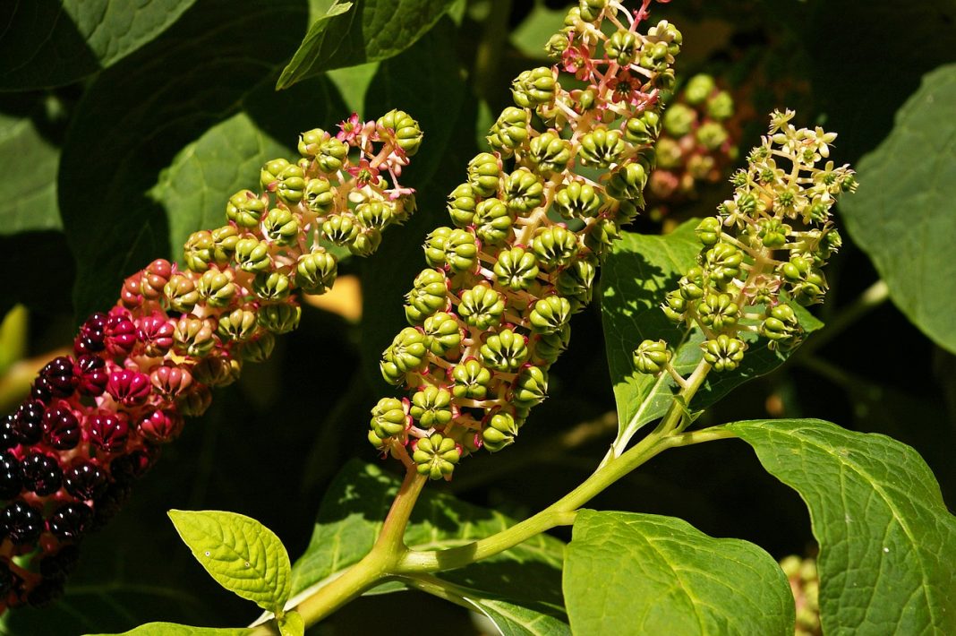 How to Get Rid of Pokeweed Safely in 7 Steps - Spadone Home