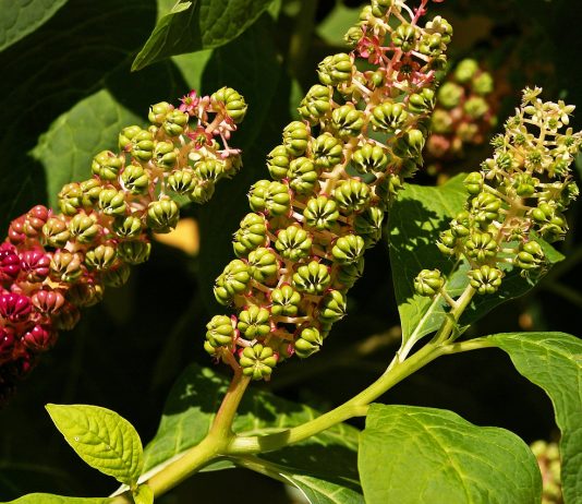 How to Get Rid of Pokeweed how to get rid of pokeweed