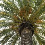 Should I Cut Off Brown Palm Leaves? should i cut off brown palm leaves