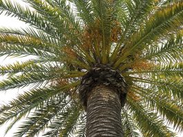 Should I Cut Off Brown Palm Leaves? should i cut off brown palm leaves