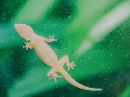 How to Keep Lizards Away from Home how to keep lizards away from home