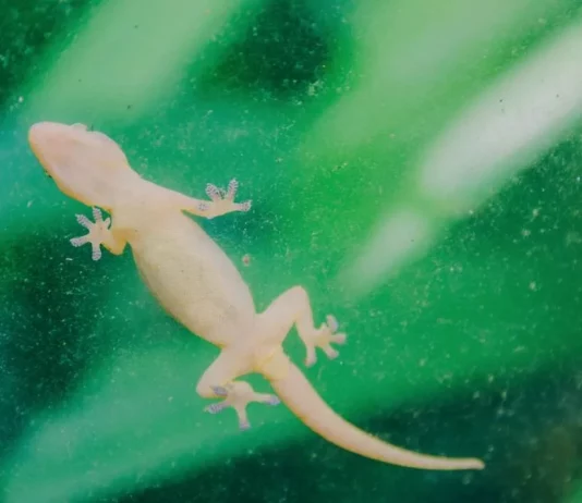 How to Keep Lizards Away from Home how to keep lizards away from home