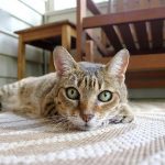 How to Get Cat Pee Smell Out of Carpet how to get cat pee smell out of carpet