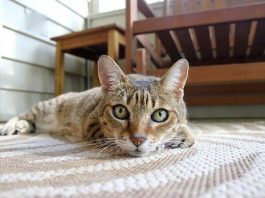 How to Get Cat Pee Smell Out of Carpet how to get cat pee smell out of carpet