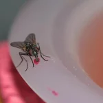How to Get Rid of House Flies how to get rid of house flies