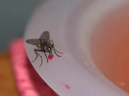 How to Get Rid of House Flies how to get rid of house flies