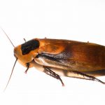 Why Do I Have Roaches In My Clean House? why do i have roaches in my clean house