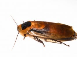 Why Do I Have Roaches In My Clean House? why do i have roaches in my clean house