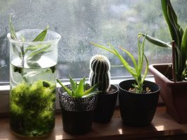 8 Best Pot for Aloe Plant best pot for aloe plant