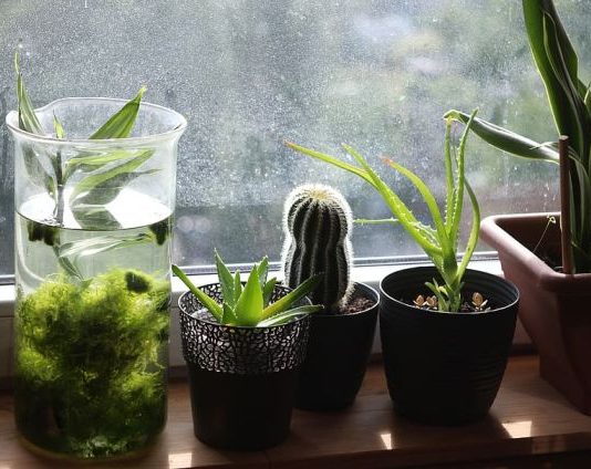 8 Best Pot for Aloe Plant best pot for aloe plant