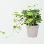 Why is my Pothos Turning Yellow? why is my pothos turning yellow