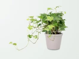 Why is my Pothos Turning Yellow? why is my pothos turning yellow