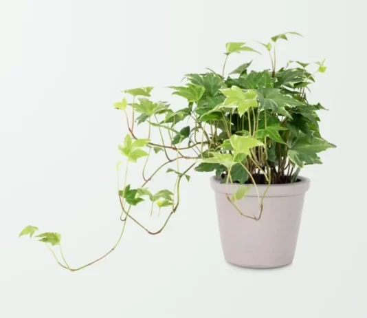 Why is my Pothos Turning Yellow? why is my pothos turning yellow