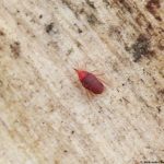 Why Do Bed Bugs Smell when you Kill them? Why do bed bugs smell when you kill them