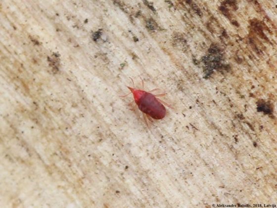 Why Do Bed Bugs Smell When You Kill Them? - Spadone Home