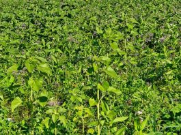 Best Way to Remove Weeds from Large Area best way to remove weeds from large area