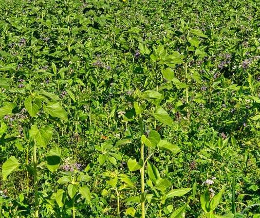 Best Way to Remove Weeds from Large Area best way to remove weeds from large area