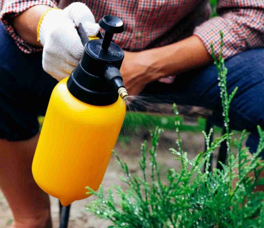 8 Effective Outdoor Pest Control Tips pest control tips