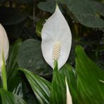 Why is My Peace Lily Drooping? why is my peace lily drooping