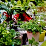 Best Indoor Plants for Dark Rooms best indoor plants for dark rooms