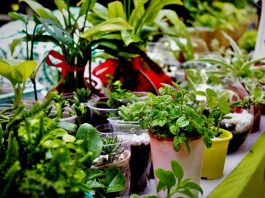 Best Indoor Plants for Dark Rooms best indoor plants for dark rooms