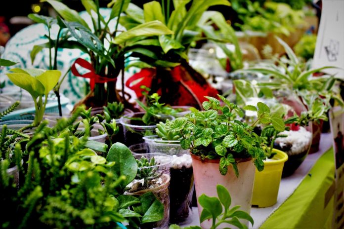 best indoor plants for dark rooms