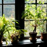 All About the Perks of Plant Delivery