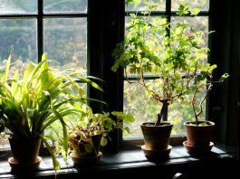 All About the Perks of Plant Delivery