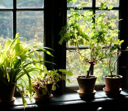 All About the Perks of Plant Delivery