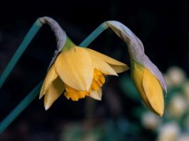 Why is My Plant Drooping? why is my plant drooping