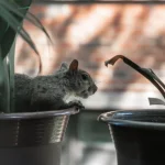 How to Keep Squirrels Out of Potted Plants how to keep squirrels out of potted plants