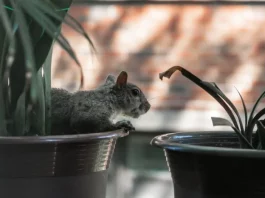 How to Keep Squirrels Out of Potted Plants how to keep squirrels out of potted plants