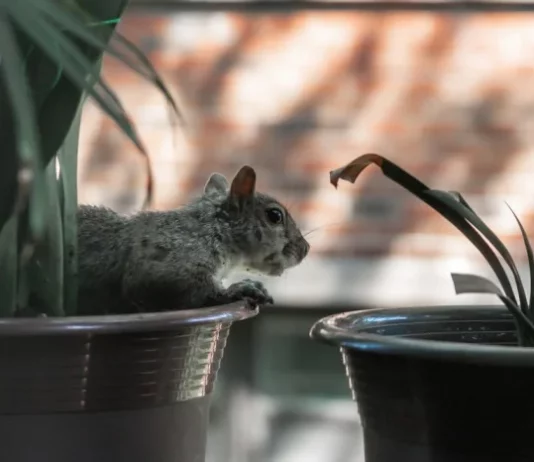 How to Keep Squirrels Out of Potted Plants how to keep squirrels out of potted plants