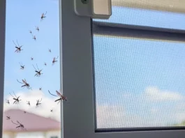 How to Get Rid of Mosquitoes Inside the House Naturally how to get rid of mosquitoes inside the house