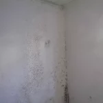 What Does Mold on Walls Look Like what does mold on walls look like