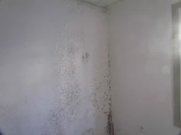 What Does Mold on Walls Look Like what does mold on walls look like