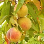 How to Grow a Peach Tree from Seed how to grow a peach tree from seed