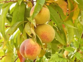 How to Grow a Peach Tree from Seed how to grow a peach tree from seed