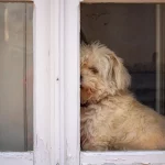 How to Protect Door from Dog Scratching how to protect door from dog scratching