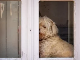 How to Protect Door from Dog Scratching how to protect door from dog scratching