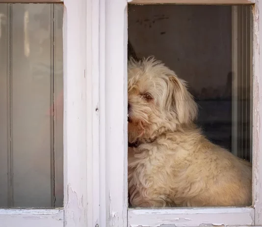 How to Protect Door from Dog Scratching how to protect door from dog scratching