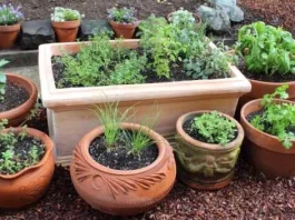 Interesting Things You Didn’t Know You Could Do in Your Garden gardening tips you don't know