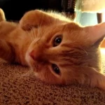 How to Get Cat Urine Out of Carpet how to get cat urine out of carpet