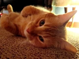How to Get Cat Urine Out of Carpet how to get cat urine out of carpet