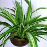 How to Propagate a Spider Plant how to propagate a spider plant